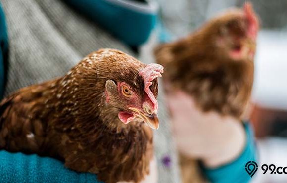 menilik manfaat memelihara ayam di rumah