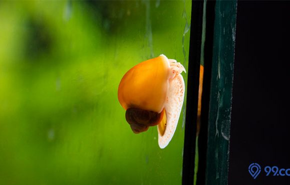 siput di aquarium