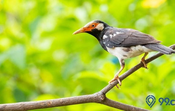 cara merawat burung jalak suren agar gacor dan sehat