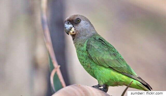 jenis burung nuri bisa dipelihara