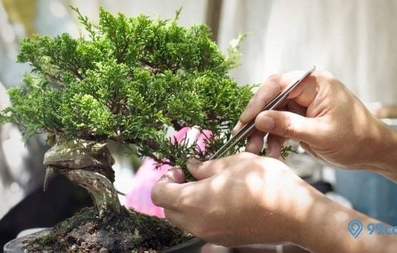 cara menanam bonsai serut dongkelan