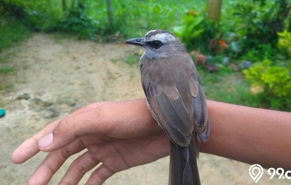 harga burung trucukan