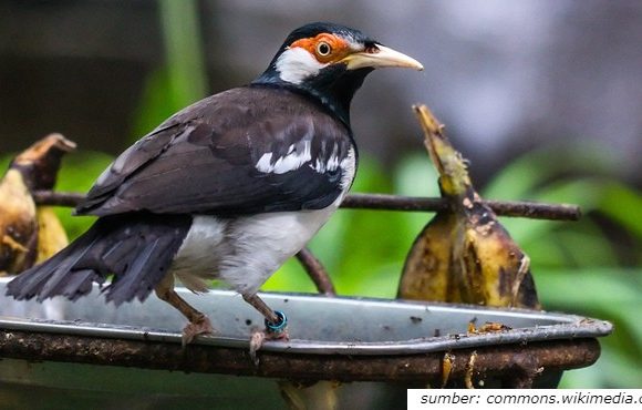 jenis burung jalak yang dapat dipelihara di rumah