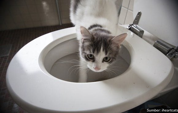 kenapa kucing suka minum air wc