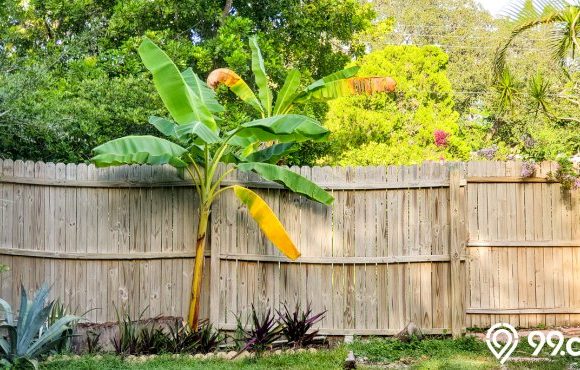 kenapa pohon pisang tidak boleh ditanam didepan rumah