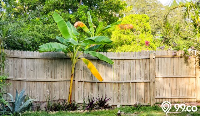 kenapa pohon pisang tidak boleh ditanam didepan rumah