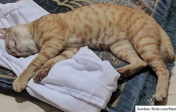 kucing senang tidur di sajadah