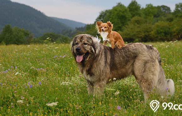 daftar jenis anjing besar di dunia