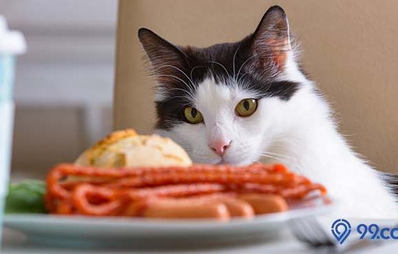 daftar makanan yang berbahaya untuk kucing peliharaan