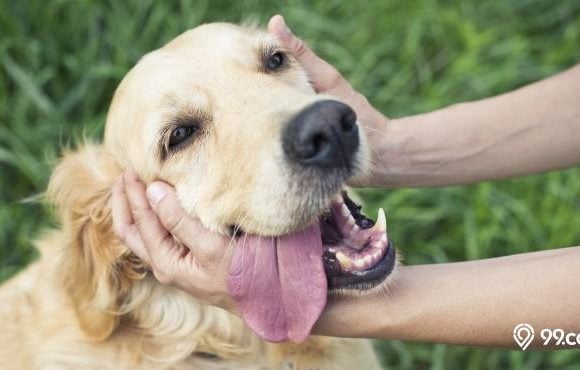 hukum memelihara anjing