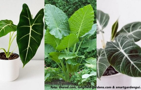 jenis alocasia langka