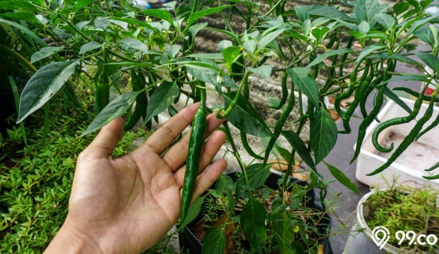 jenis cabe