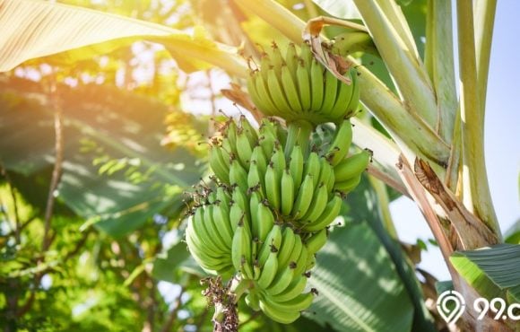 manfaat garam untuk tanaman pisang