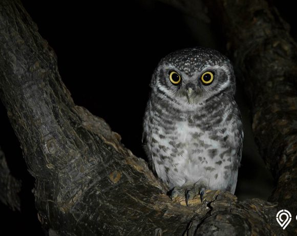 mitos melihat burung hantu di malam hari