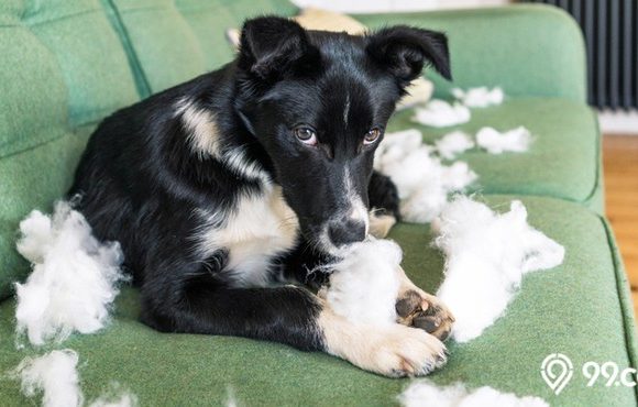 cara melatih anjing agar tidak menggigit barang