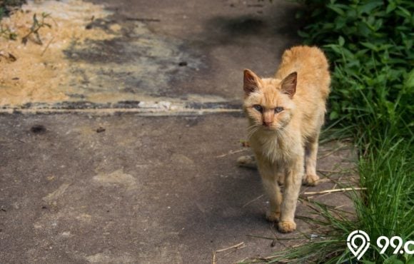 kenapa kucing sudah dibuang kembali lagi ke rumah