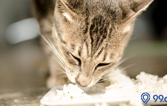 apakah kucing boleh makan nasi