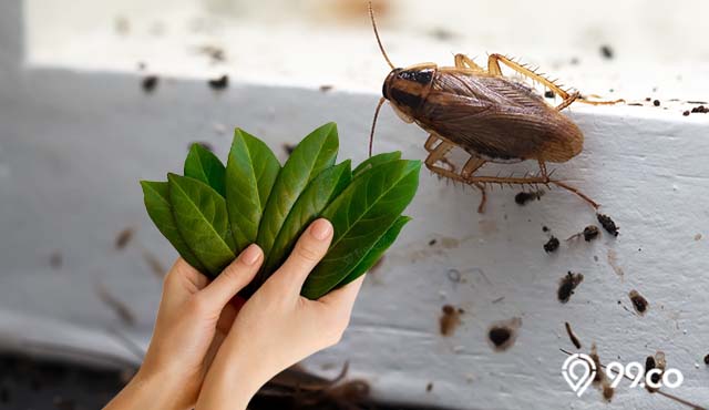 cara mengusir kecoa dengan daun salam di rumah