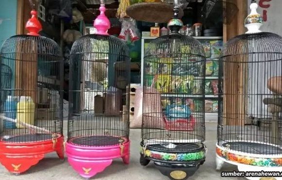 kombinasi warna sangkar burung