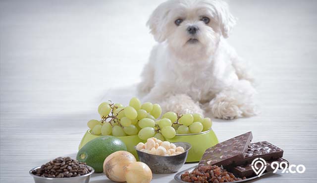 daftar makanan yang tidak boleh dimakan anjing