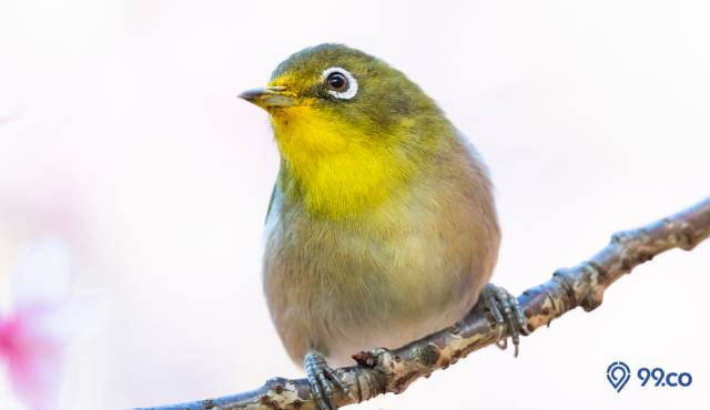 jenis burung pleci