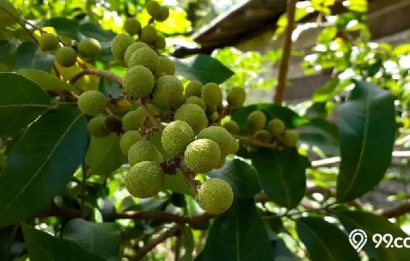 Mitos Pohon Kelengkeng di Depan Rumah (1)