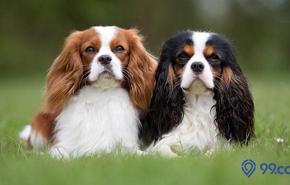 jenis anjing yang mudah dipelihara