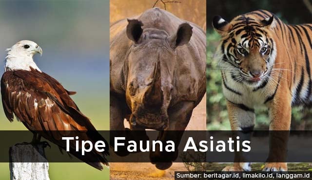 tipe fauna asiatis