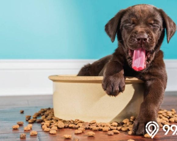 rekomendasi makanan anjing terbaik