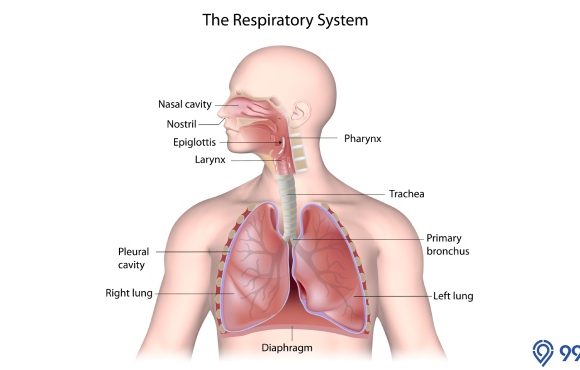 sistem pernapasan manusia