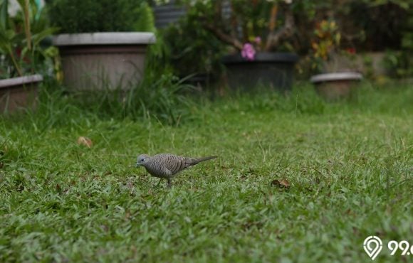 burung perkutut masuk rumah pertanda apa