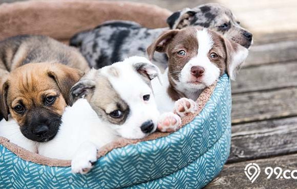 cara merawat anak anjing yang benar