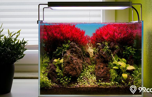 gaya aquascape