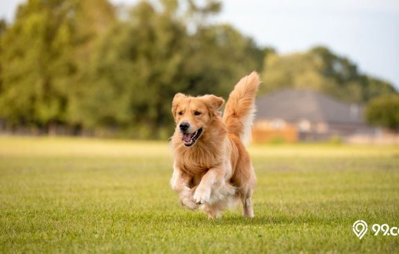 harga anjing golden retriever