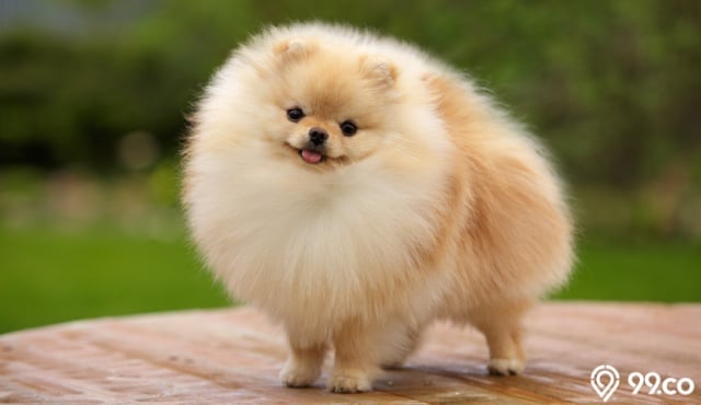 harga anjing mini pom