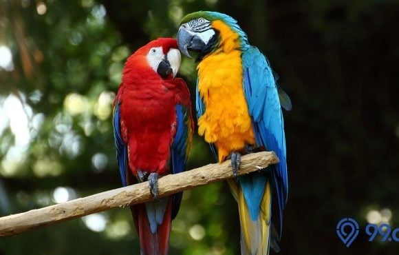 harga burung macaw