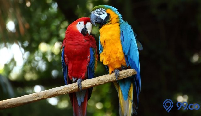 harga burung macaw