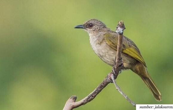 jenis burung cucak yang dapat dipelihara