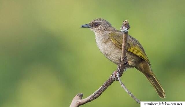 jenis burung cucak yang dapat dipelihara