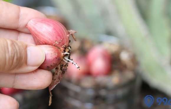 cara menanam bawang merah tanpa bibit