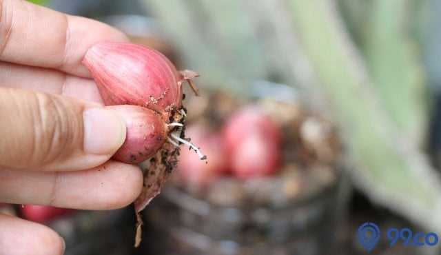 cara menanam bawang merah tanpa bibit