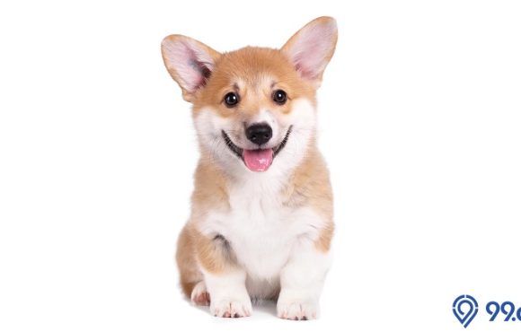 harga anjing corgi