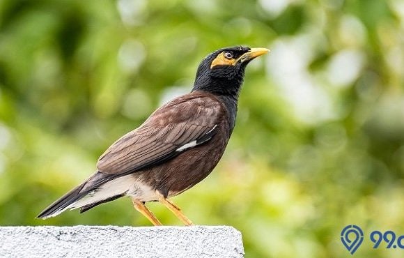 harga burung jalak