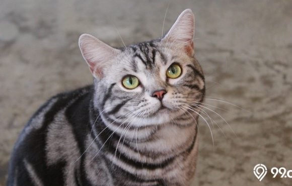 kucing american shorthair