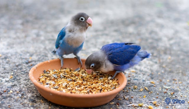 makanan burung lovebird biar cepat gacor