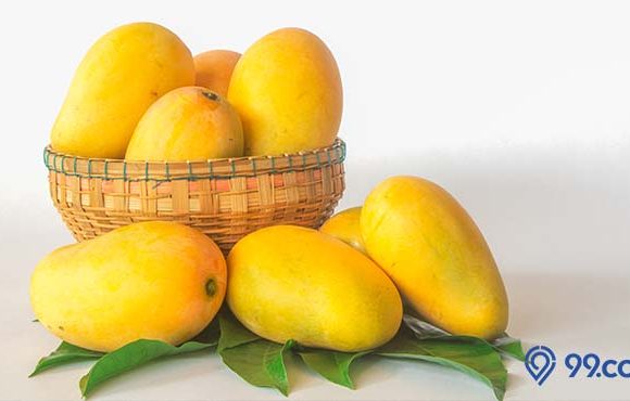 kumpulan cara menyimpan mangga agar cepat matang