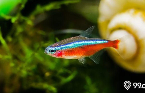 jenis ikan tetra