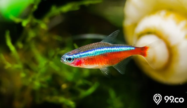 jenis ikan tetra