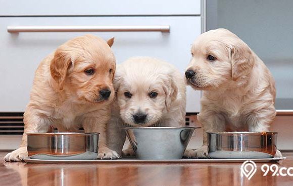 makanan terbaik untuk anak anjing