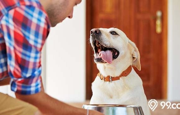 daftar makanan anjing kampung